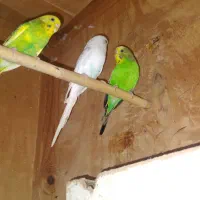 یک جفت مرغ عشق|پرنده|گرگان, |دیوار