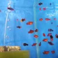 ماهی گوشتخوار و گیاهخوار|ماهی|شیراز, کوشک میدان|دیوار