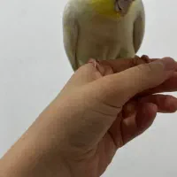 عروس هلندی گمشده*به یابنده مژدگانی تعلق میگیرد