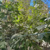 ۶۰ متر خانی اباد نو کوچه سی ام|اجارهٔ آپارتمان|تهران, خانی آباد نو شمالی|دیوار