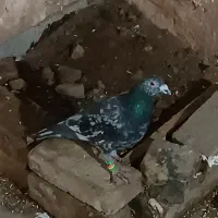 کبوتر هفت‌رنگ