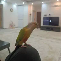 طوطی گیرینچیک دستی بانمک سخنگو|پرنده|تفت, |دیوار