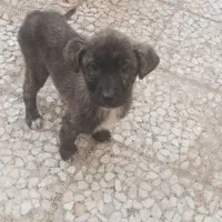 سگ ماده افغان   سالم