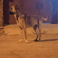 سگ سرابی