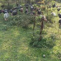 بقلمون|حیوانات مزرعه|سیاهکل, |دیوار