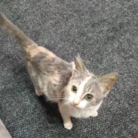 واگذاری گربه