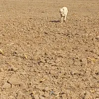 سگ گله دوساله|سگ|پیشوا, |دیوار