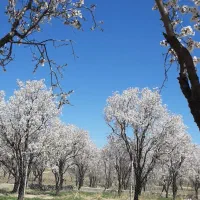 باغ-بادام-هزارمتری-استخر-دار