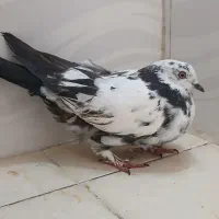کبوتر