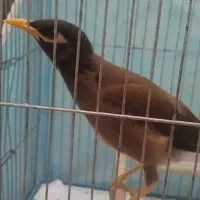 مرغ مینا|پرنده|زاهدان, |دیوار