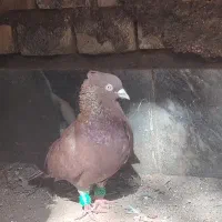 کبوتر سرخ دمسفید