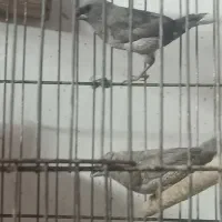 فنج بنگالی|پرنده|یزد, |دیوار