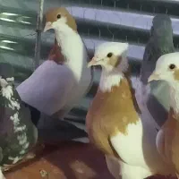 کبوتر|پرنده|شیراز, شهرک والفجر|دیوار