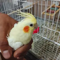 عروس نر|پرنده|زاهدان, |دیوار