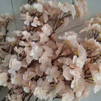 گل شکوفه با کیفیت