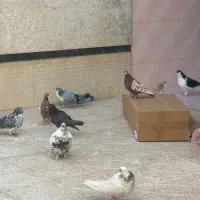 کبوتر کفتر