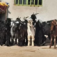 دوتا بز دو کره ای وچند کره نر|حیوانات مزرعه|وحدتیه, |دیوار