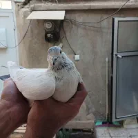 کفتر نر|پرنده|قم, نخودی|دیوار