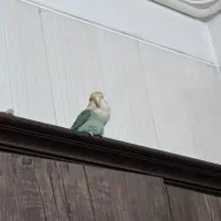 طوطی کوتوله بنفش سبز