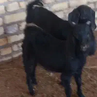 بز گمشده