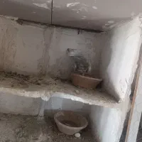 کبوتر