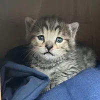 واگذاری پیشی کوچولو چندهفتگی