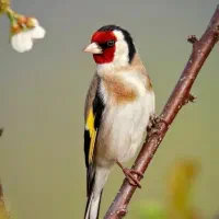 سهره باغی معاویضه مرغ عشق عروس برزیلی