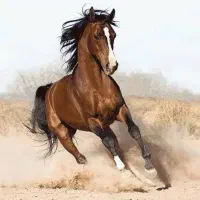 خریدار اسب همه نژادها