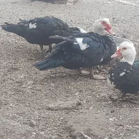 مرغ خروس گلین لاری محلی اردک اسراییلی