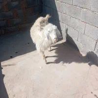 گوسفند بز|حیوانات مزرعه|کرمان, |دیوار