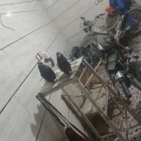 کفتر|پرنده|آباده, |دیوار