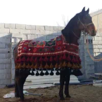 جول اسب گلیمی