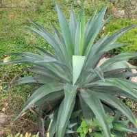 گل آگاو آناناسی|گل و گیاه طبیعی|کوچصفهان, |دیوار