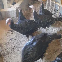 بوقلمون های ۵ ماهه سالم|حیوانات مزرعه|چهاردولی, |دیوار