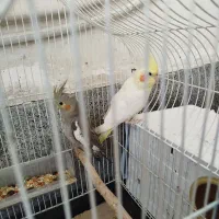 عروس هلندی نر و ماده جفت دوساله|پرنده|ارومیه, |دیوار