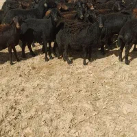 میش بره دار