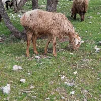 قوچ چینی دو رون