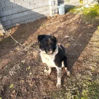 سگ سرابی|سگ|قائم‌شهر, |دیوار