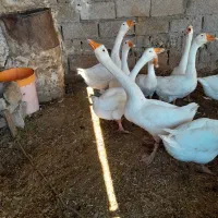 غوغاز چینی