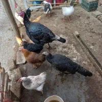 مرغ خروس بوقلمون