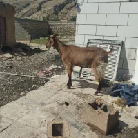 بز و میش