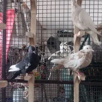 چندتا کفتر هوایی گرفتنی. فقط رو هم|پرنده|شیراز, وزیرآباد|دیوار