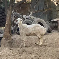 گوسفند بره ماده بختیاری و محلی