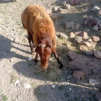 فروشی|حیوانات مزرعه|صفی آباد, |دیوار