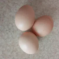 تخم مرغ ارگانیک و رسمی