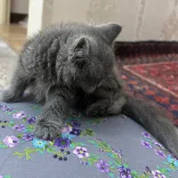 واگذاری گربه بریتیش