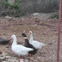 فروش غاز|حیوانات مزرعه|یاسوج, |دیوار