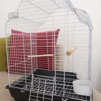 قفس عروس هلندی