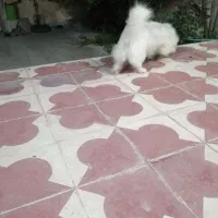 واگذاری. دادن نشانی