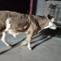 گوساله سیمیتال نر